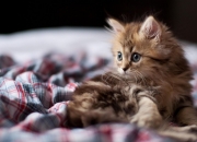 开云体育登录-破局者，马竞的体系碾压与伊萨克的关键时刻—现代足球的两种胜利公式