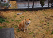 开云体育app-当芬兰在FIFA虚拟绿茵制霸沙特，久保建英用现实足球接管世界排名的战争