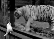 开云体育官网-冰火双杀，利拉德独舞如烈焰，森林狼铁阵碾碎上海旋风