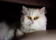 开云体育中国-土耳其逆流，当老妇人被黑色浪潮吞没，弗拉霍维奇成为不可阻挡的关键先生