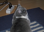 开云体育APP下载-跨界终结者，马德里竞技的南非启示与加维的F1冠军接管