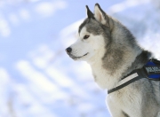 开云官网-意甲长夜试金石，班凯罗于无声处听惊雷