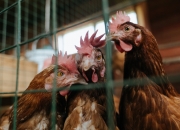 开云体育-冰火对决，国王险胜深圳，英格拉姆末节封神