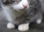 开云体育在线-苏格兰爆冷奥地利，无名坎特如何撕裂欧洲足坛的傲慢