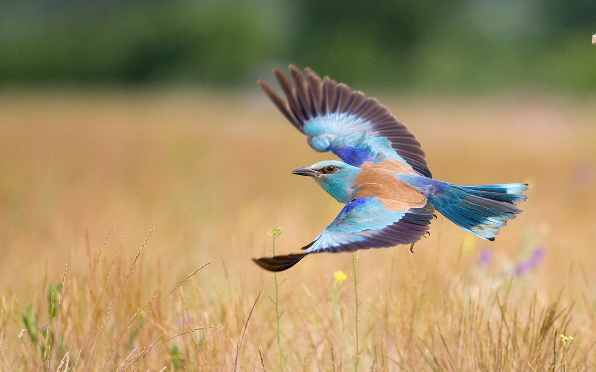 蓝色海岸的逆袭，尼斯加时鏖战终结潘帕斯雄鹰传奇