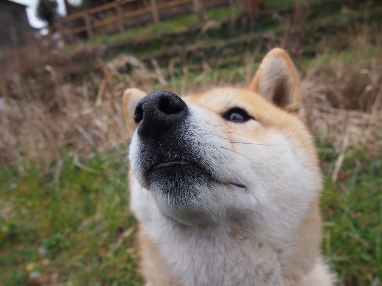 时空交错的绿茵传奇,三笘薰的天才觉醒与那不勒斯的补时魔法