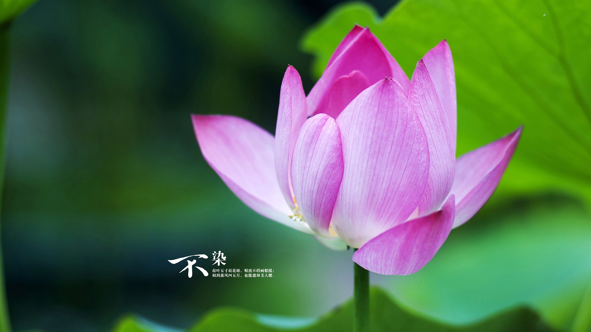 唯一的布雷默，当城市之心击败格子军团