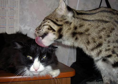 当亚洲之光洞穿叹息之墙，孙兴慜如何成为墨西哥击败日本的终极蓝图