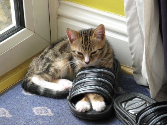 数据与激情,当F1揭幕战之夜遇上大场面先生哈兰德