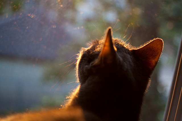 绿茵场上的赋格曲,当亚特兰大绞杀巴萨,与贝林厄姆的节奏美学