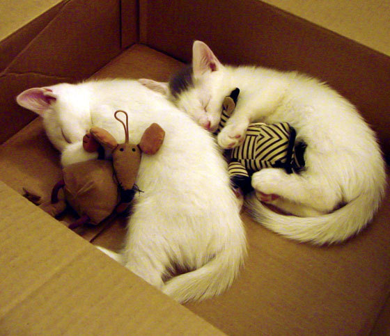 跨界争霸，鹈鹕险胜广东队问鼎篮球之巅，哈利伯顿英超赛场奇幻接管夺冠战