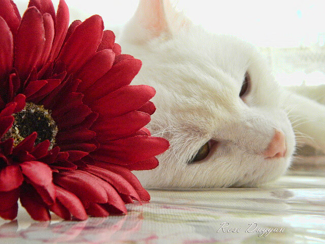 改写剧本之夜,马德里竞技3-0奥地利,基米希导演战术革命