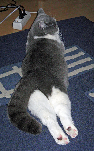 跨界终结者,马德里竞技的南非启示与加维的F1冠军接管