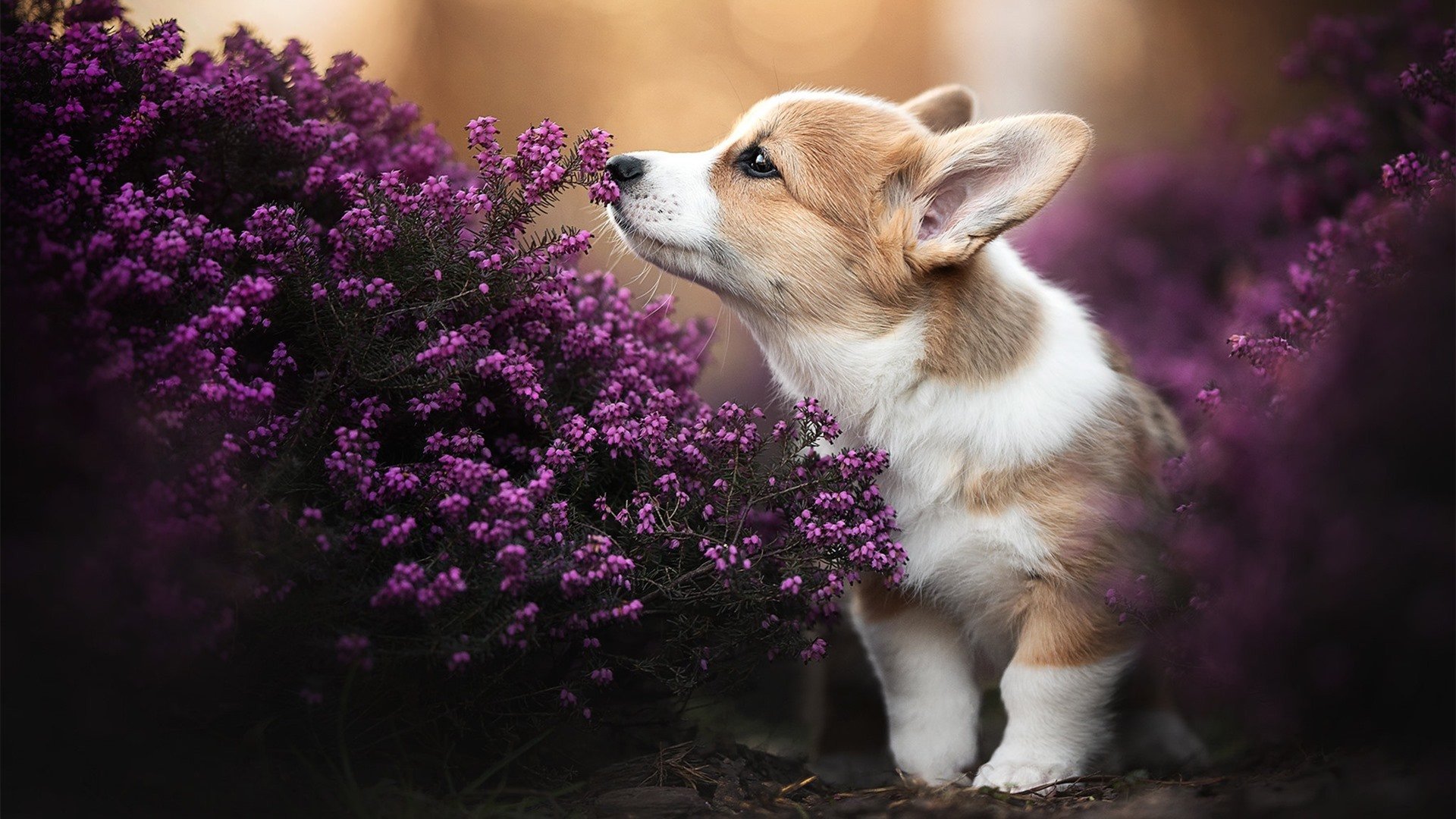 维京新王登基！罗德里戈统治全场，挪威战车碾碎突尼斯防线