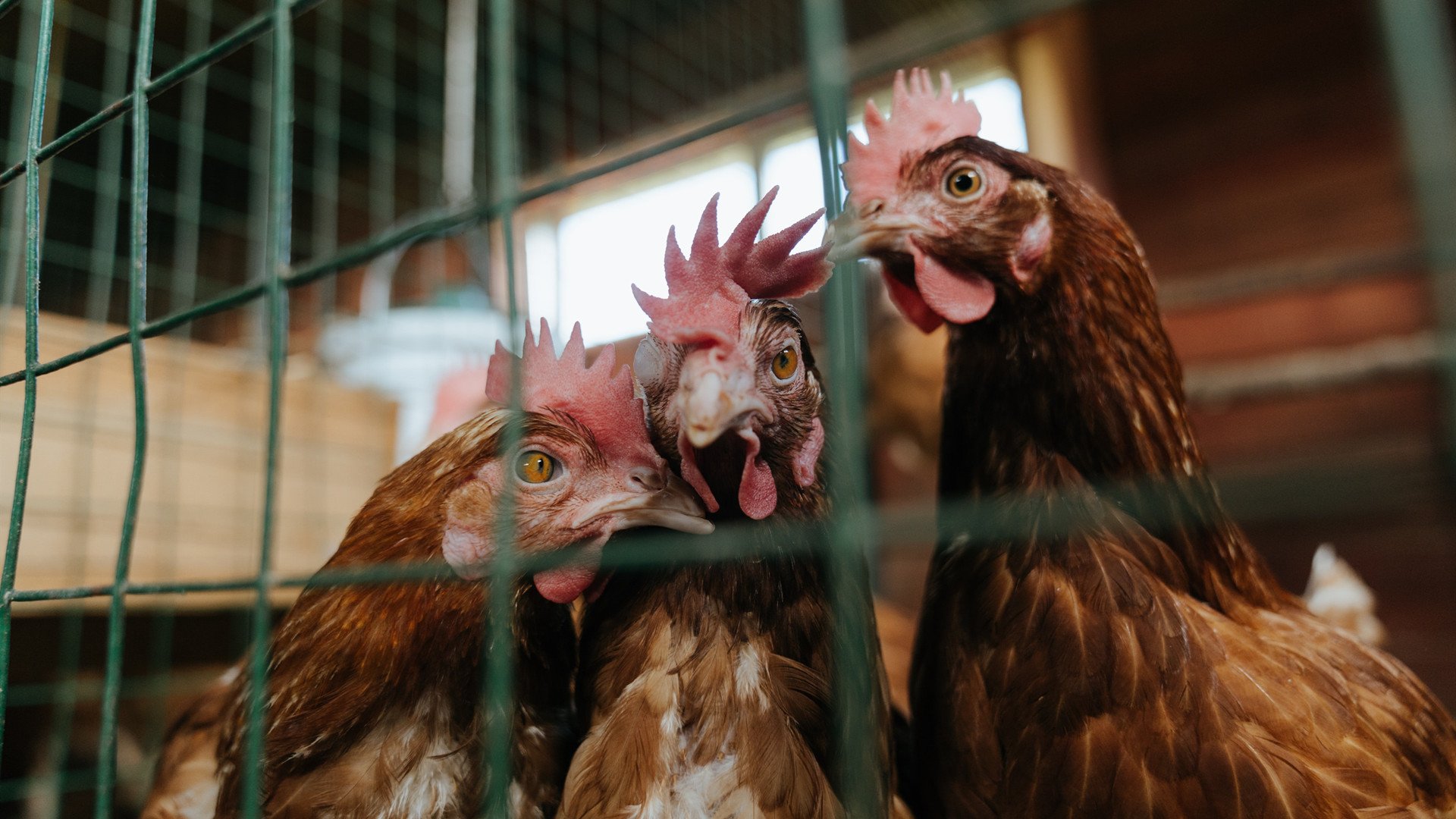 冰火对决，国王险胜深圳，英格拉姆末节封神